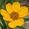 Prairie coreopsis (Coreopsis palmata)-i