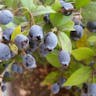 European blueberry (Vaccinium myrtillus)-i