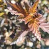 アメリカシモツケ（アメリカ下野） (Physocarpus opulifolius)-i