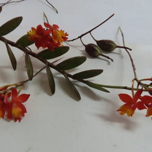 Fire star orchid (Epidendrum radicans)-i