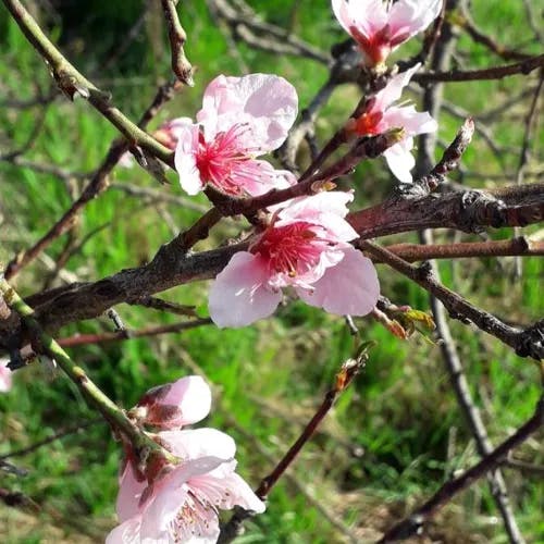 モモ（桃） (Prunus persica)-i