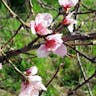 モモ（桃） (Prunus persica)-i