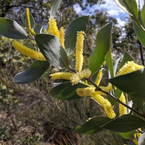 ナガバアカシア（長葉アカシア） (Acacia longifolia)-i