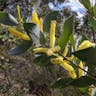 ナガバアカシア（長葉アカシア） (Acacia longifolia)-i