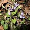 アオイスミレ（葵菫） (Viola hondoensis)-i