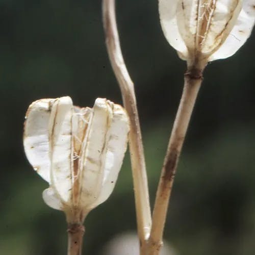 マルタゴンリリー (Lilium martagon)-i