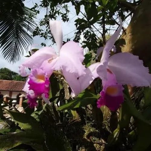 Christmas orchid (Cattleya trianae)-i