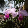 Christmas orchid (Cattleya trianae)-i