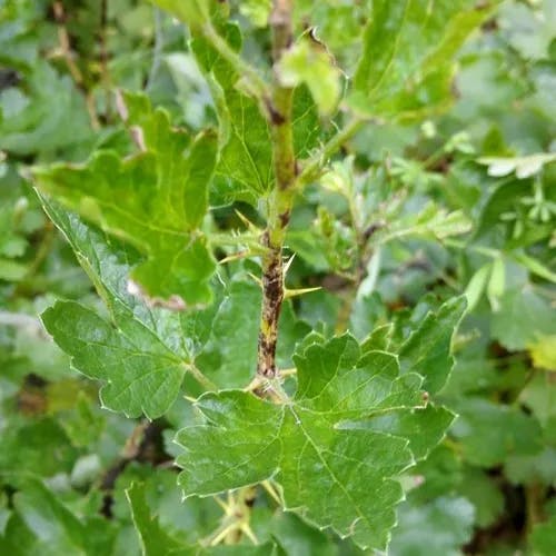 European gooseberry (Ribes uva-crispa)-i