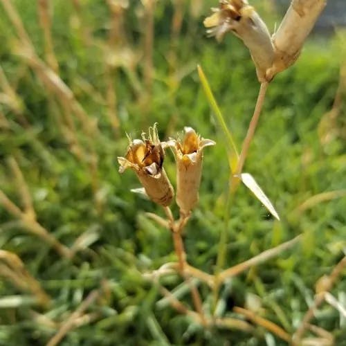 Cheddar pink (Dianthus gratianopolitanus)-i