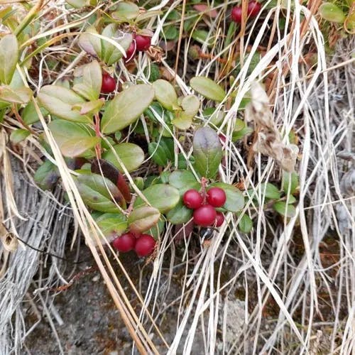 Cowberry (Vaccinium vitis-idaea)-i