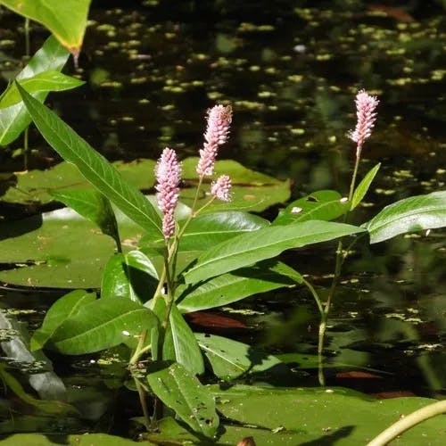 エゾノミズタデ（蝦夷水蓼） (Persicaria amphibia)-i