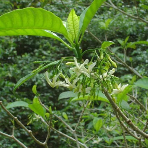 Milkwood (Tabernaemontana citrifolia)-i