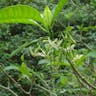 Milkwood (Tabernaemontana citrifolia)-i