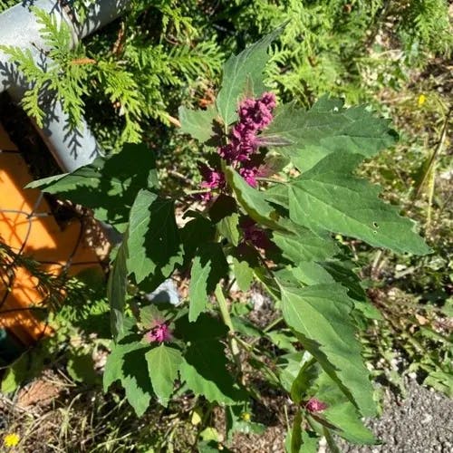 タカサゴムラサキアカザ（高砂紫藜） (Chenopodium giganteum)-i