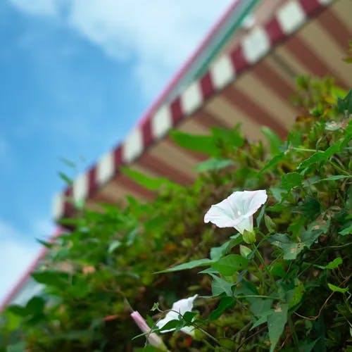 ヒルガオ（昼顔） (Calystegia pubescens)-i