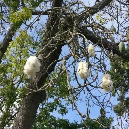 White silk cottontree (Ceiba pentandra)-i