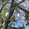 White silk cottontree (Ceiba pentandra)-i