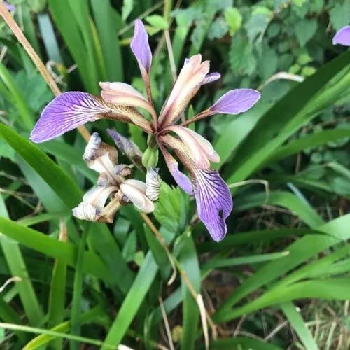 Roast-beef-plant (Iris foetidissima)-i