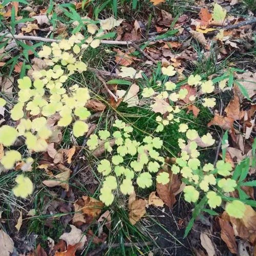 Early meadow-rue (Thalictrum dioicum)-i