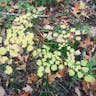 Early meadow-rue (Thalictrum dioicum)-i