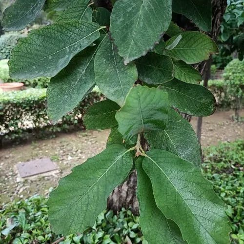 Netleaf white oak (Quercus polymorpha)-i