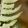 ジュウモンジシダ（十文字羊歯） (Polystichum tripteron)-i