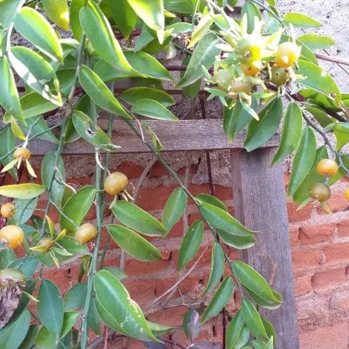 モクキリン（杢麒麟） (Pereskia aculeata)-i