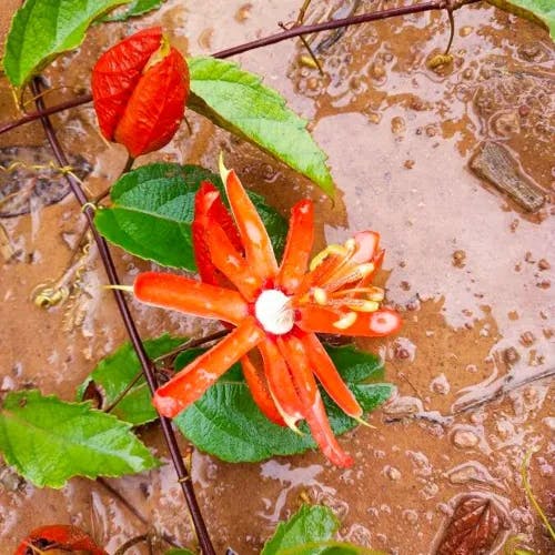 ブラジルトケイソウ（伯剌西爾時計草） (Passiflora coccinea)-i