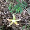 Carolina lily (Lilium michauxii)-i