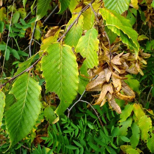 サワシバ（沢柴） (Carpinus cordata)-i