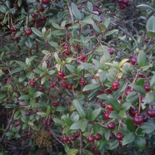 Chilean-guava (Ugni molinae)-i