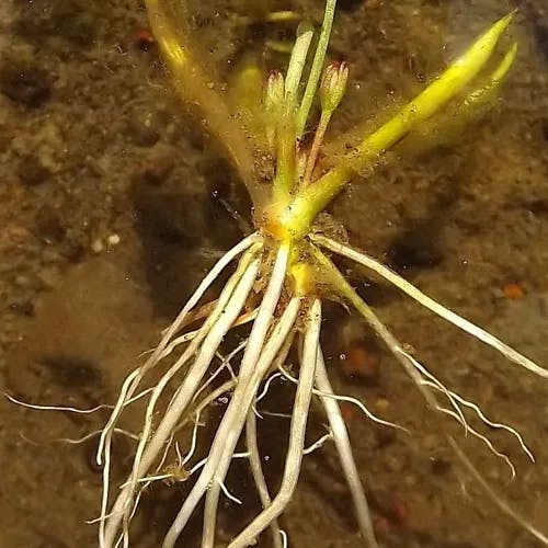 American shoreweed (Littorella uniflora)-i