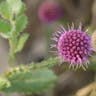 コヨメナ（小嫁菜） (Aster indicus)-i