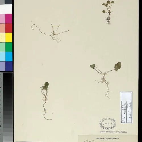 ツクシスミレ（筑紫菫） (Viola diffusa)-i