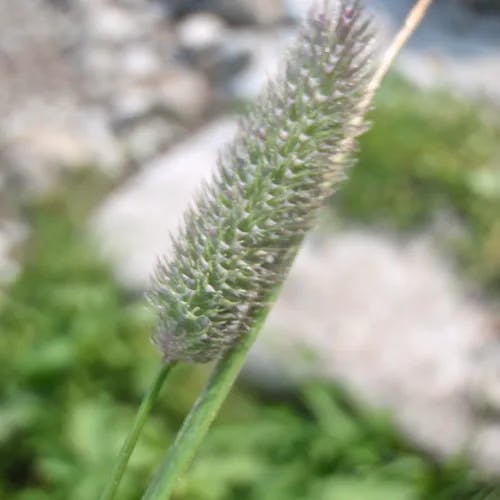 ミヤマアワガエリ（深山泡返り） (Phleum alpinum)-i