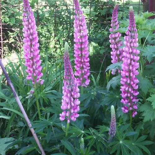 ルピナス (Lupinus polyphyllus)-i