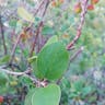 Whiteleaf manzanita (Arctostaphylos manzanita)-i