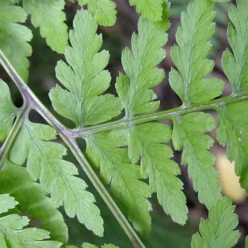 ヤマイヌワラビ（山犬蕨） (Athyrium vidalii)-i