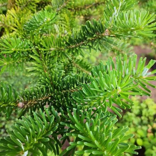 ウラジロモミ（裏白樅） (Abies homolepis)-i