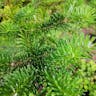 ウラジロモミ（裏白樅） (Abies homolepis)-i