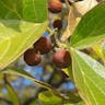 アメリカエノキ（アメリカ榎） (Celtis occidentalis)-i