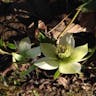 アサギフユボタン (Helleborus viridis)-i