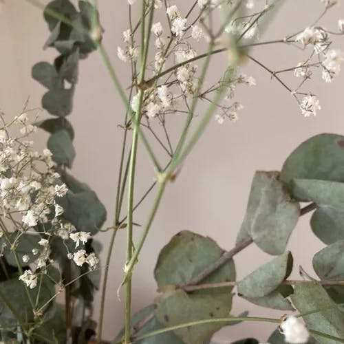 シュッコンカスミソウ（宿根霞草） (Gypsophila paniculata)-i