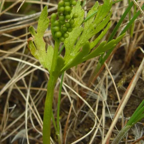 ミヤマハナワラビ（深山花蕨） (Botrychium lanceolatum)-i