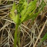 ミヤマハナワラビ（深山花蕨） (Botrychium lanceolatum)-i