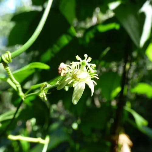 Cork passionflower (Passiflora suberosa)-i