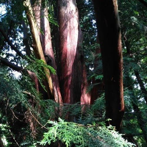 ネズコ（鼠子） (Thuja standishii)-i