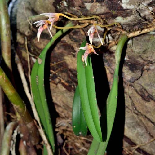 クスクスラン (Bulbophyllum affine)-i