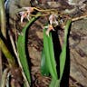 クスクスラン (Bulbophyllum affine)-i